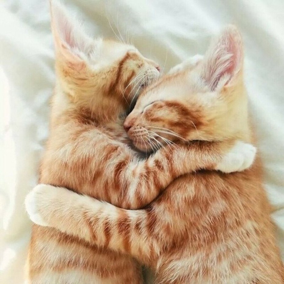 Нежные котята
