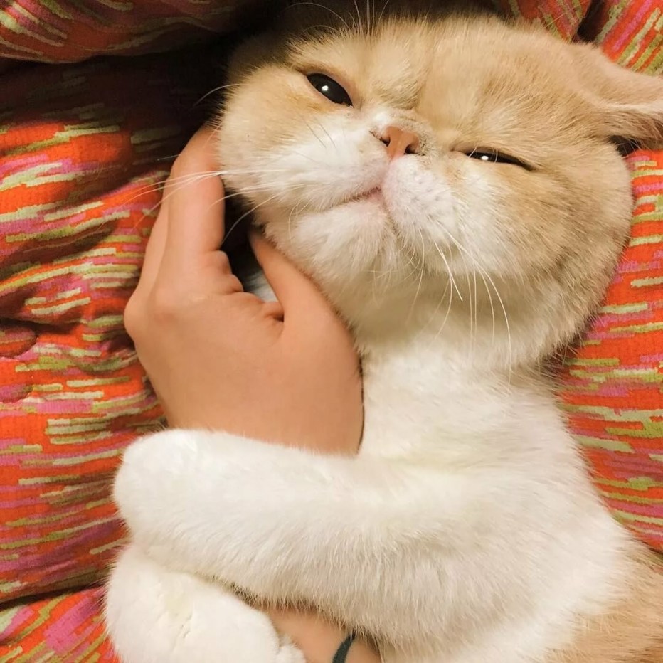 Нежный котик