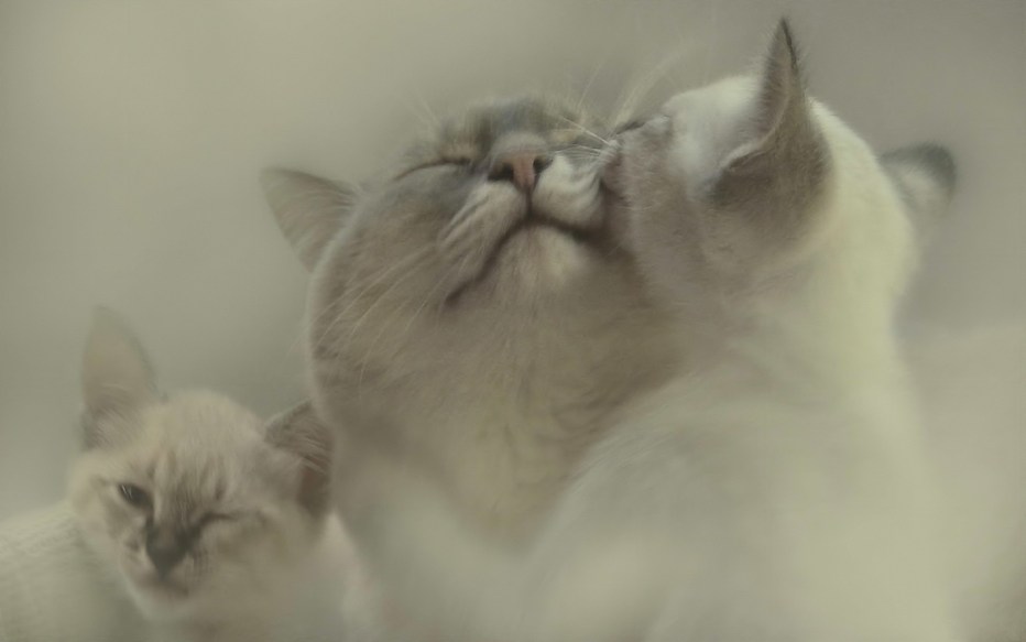 Семья котиков с котенком