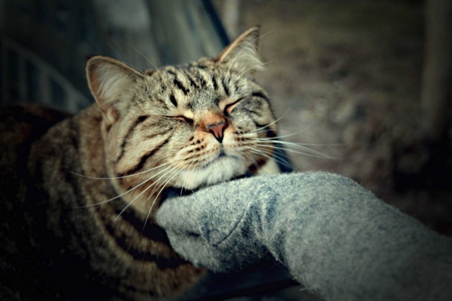 Кошка ластится