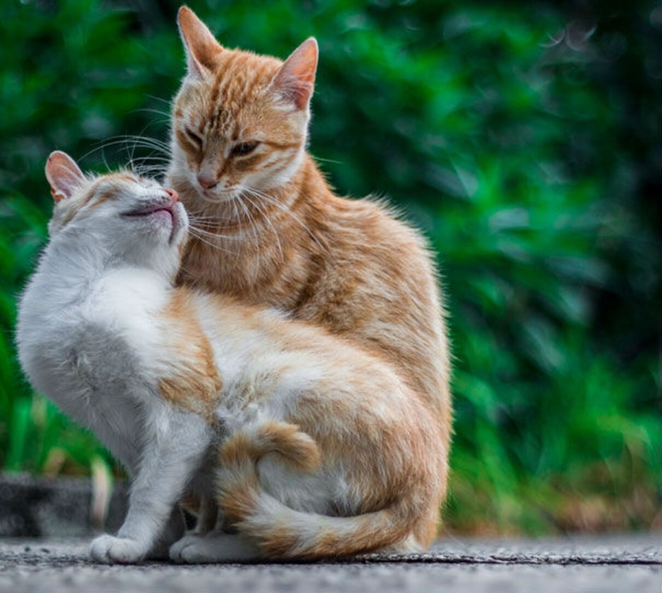 Кошки любовь