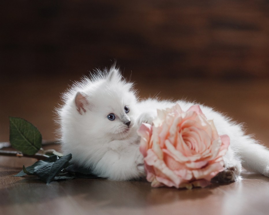 Милые котята