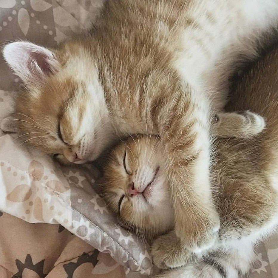 Котенок. Спокойной ночи!