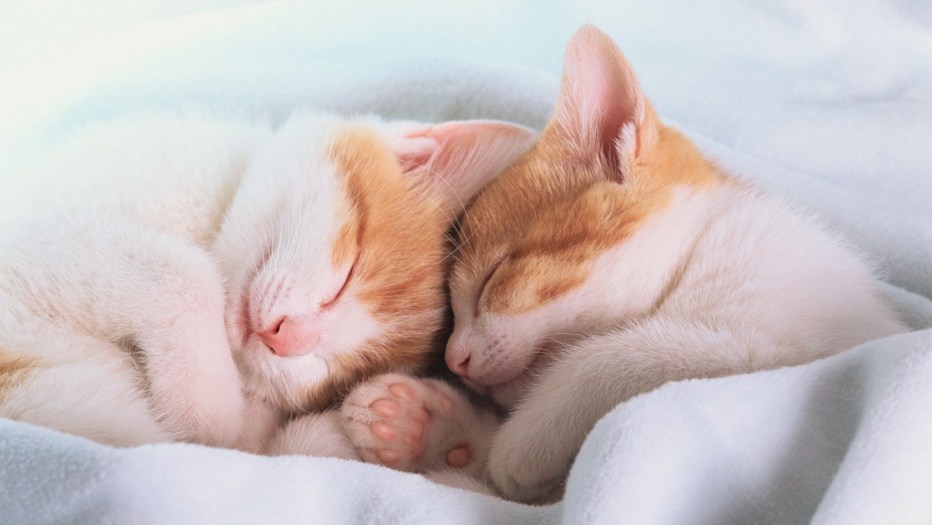 Спящие котята
