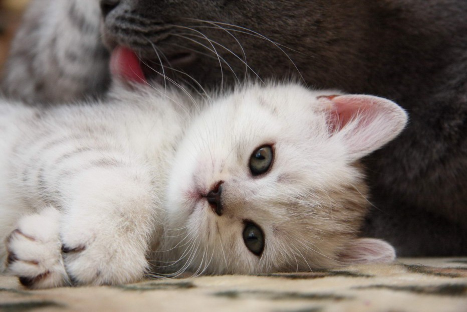 Ласковая кошечка