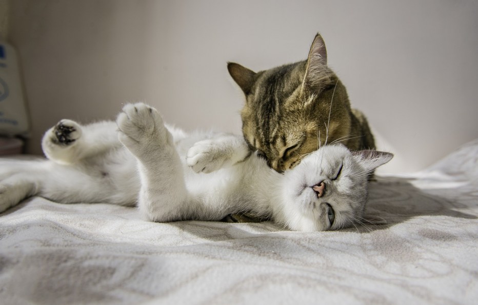 Влюбленные котики