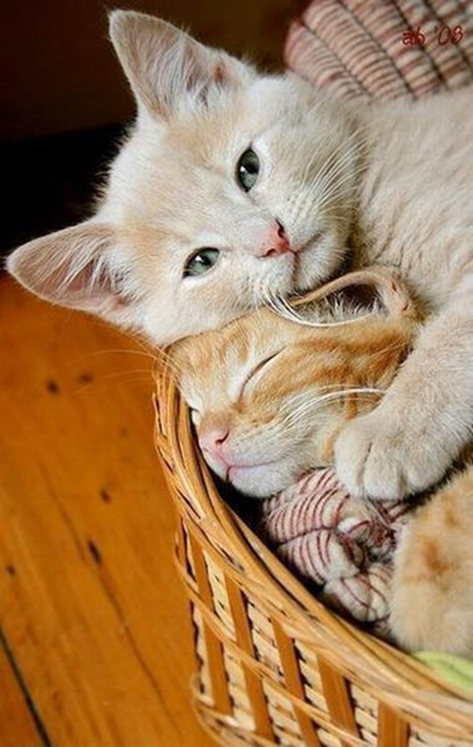 Нежные котята