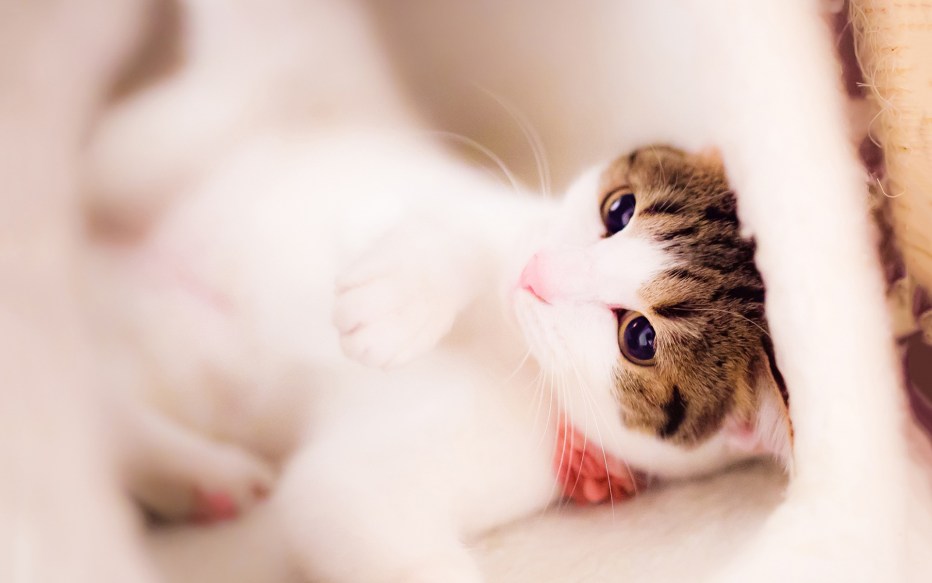 Нежные котята