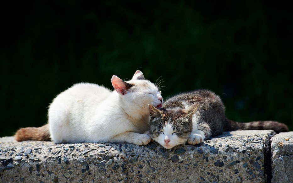 Кошачьи нежности