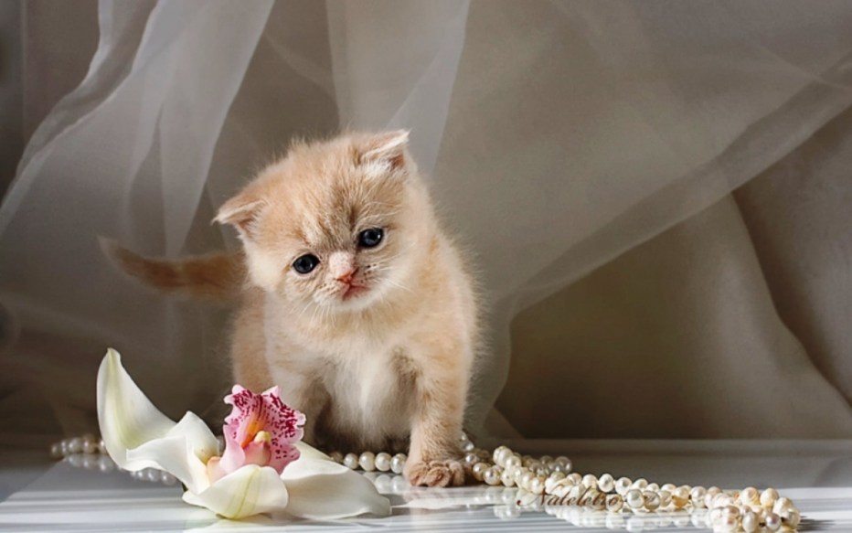 Маленький нежный котёнок