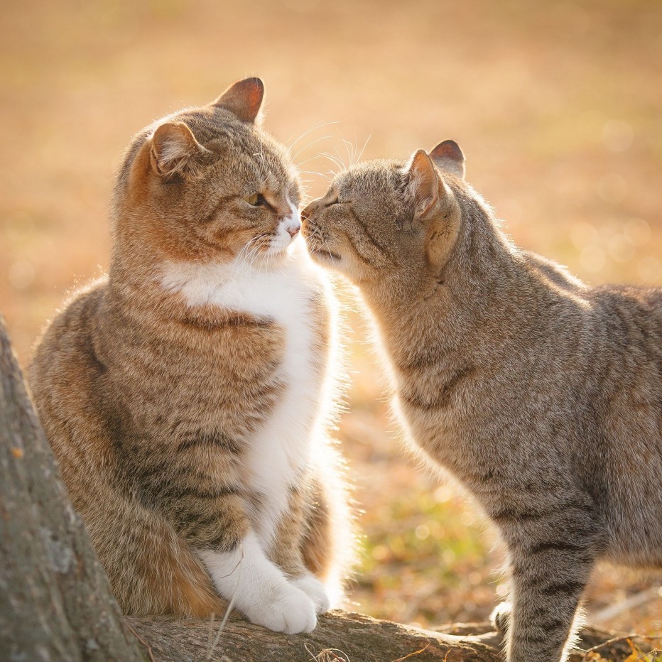 Кошки целуются