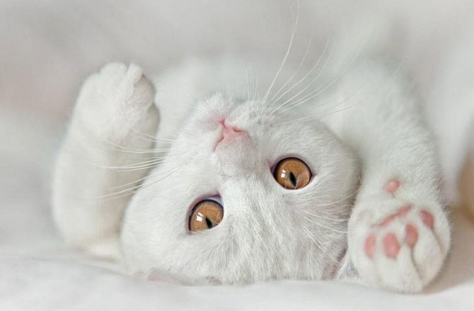 Нежная кошечка