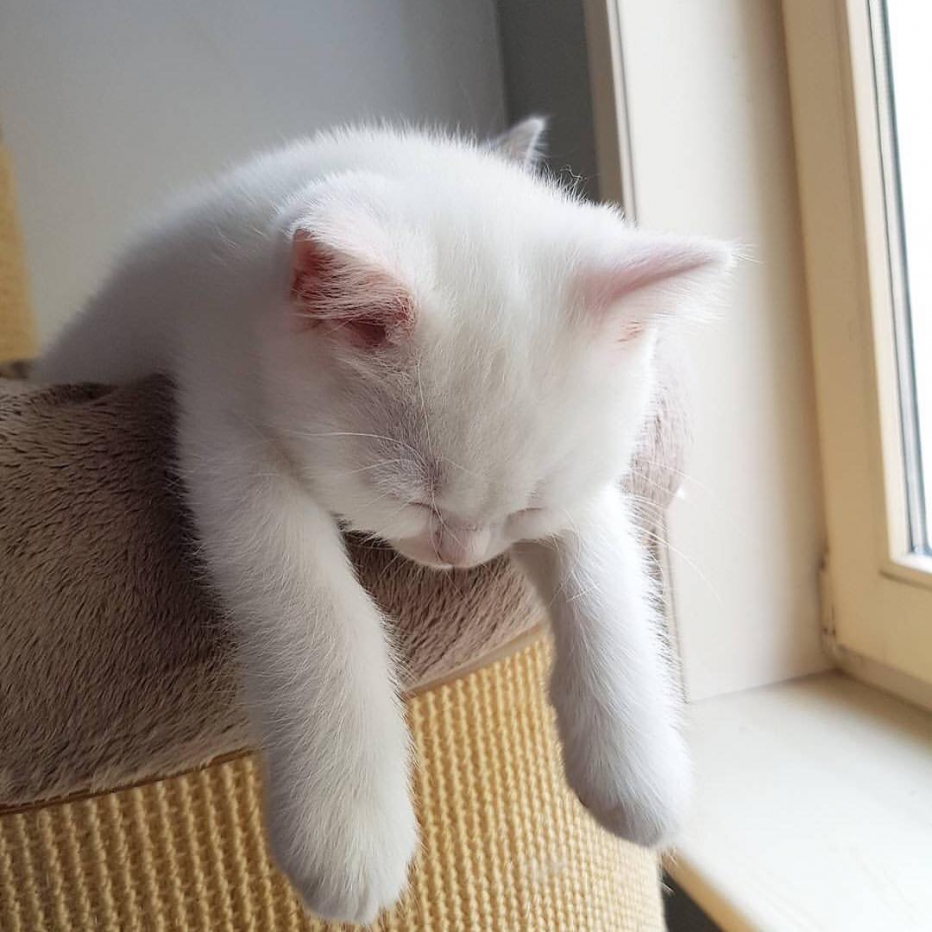 Уставший котенок