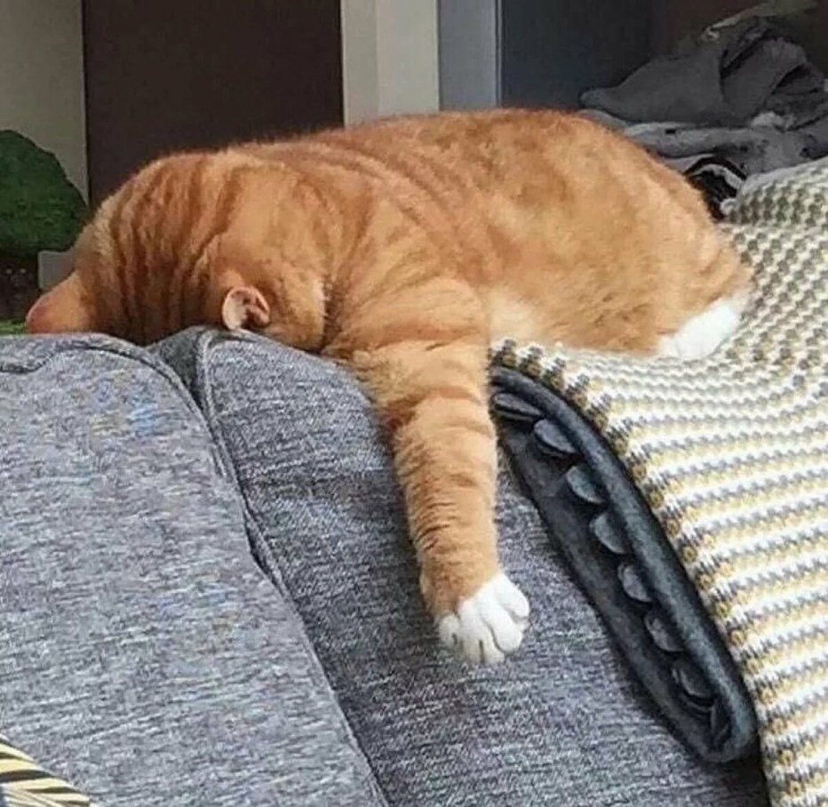 Котик устал