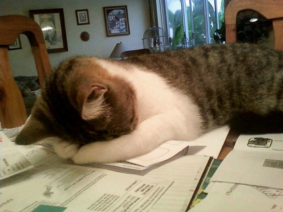 Коты и учеба