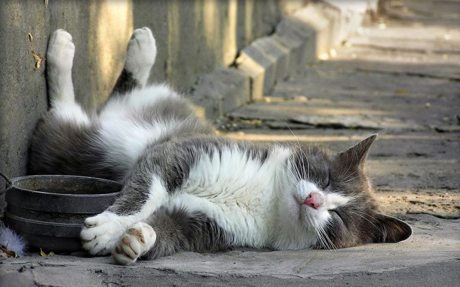 Котэ устал