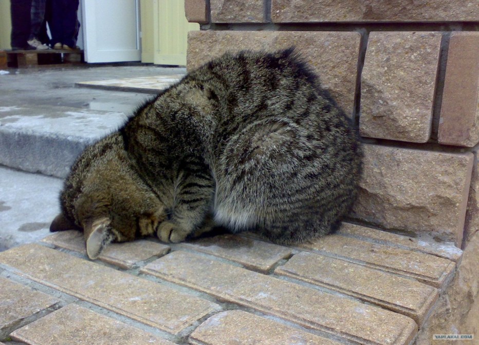 Кот кланяется