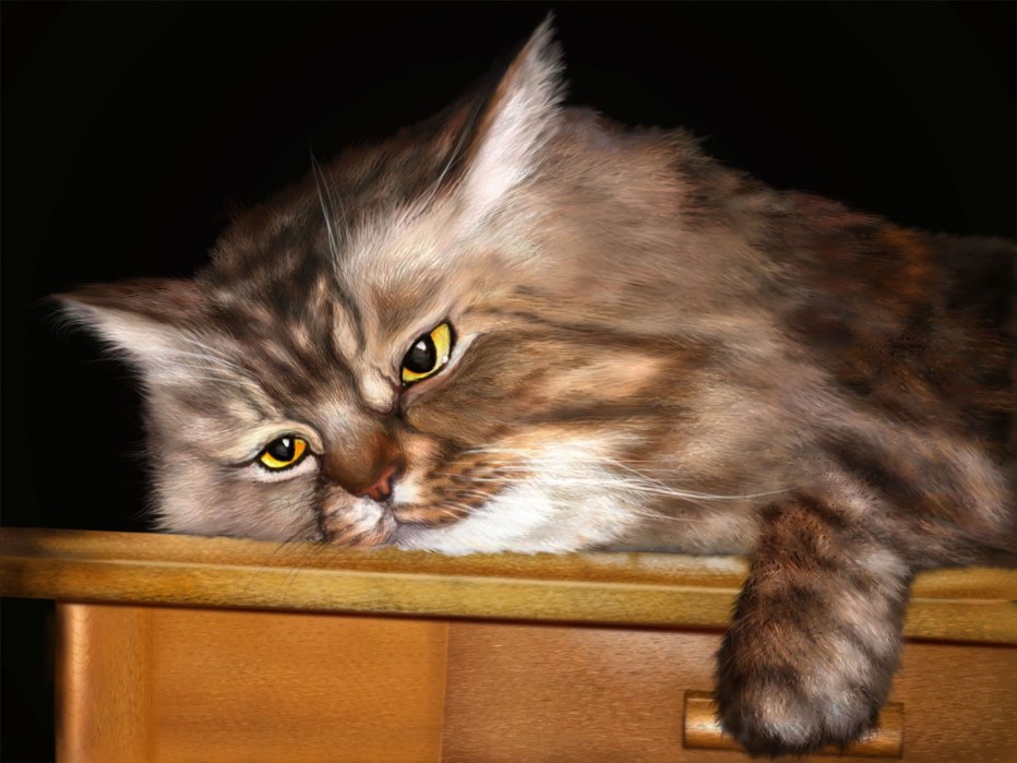 Апатичный кот