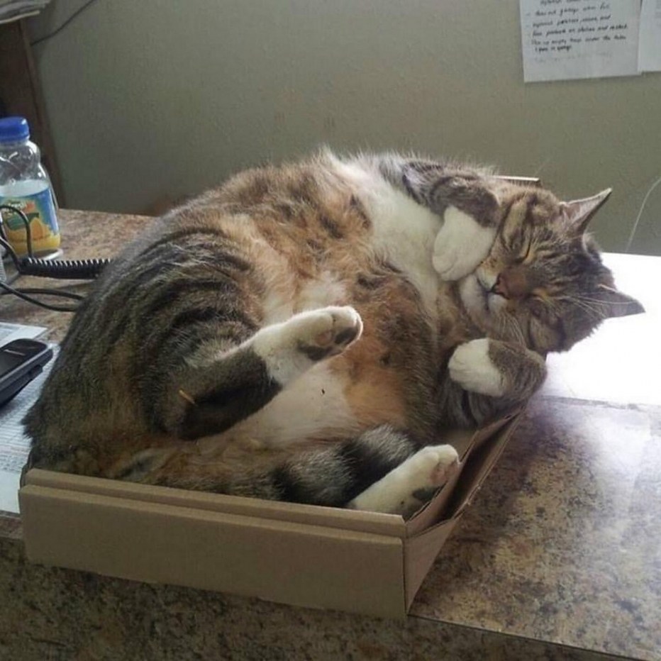 Толстый котик спит