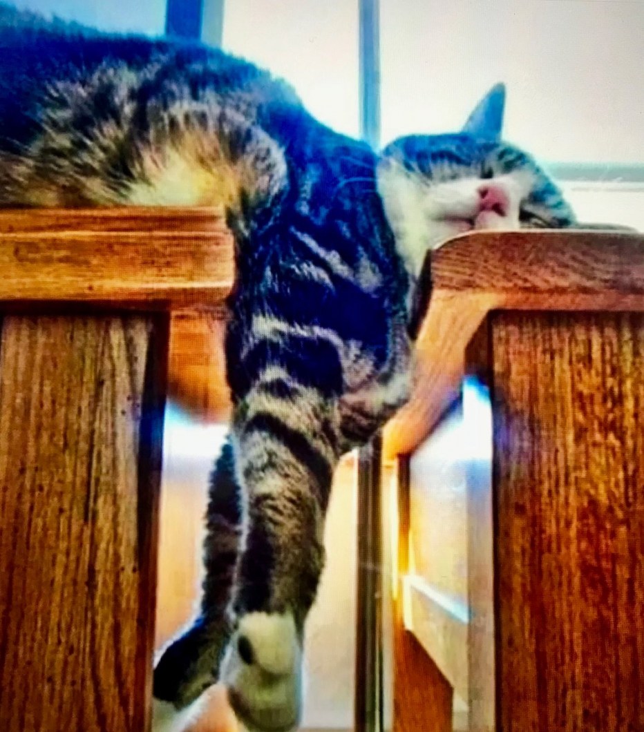 Кошка устала