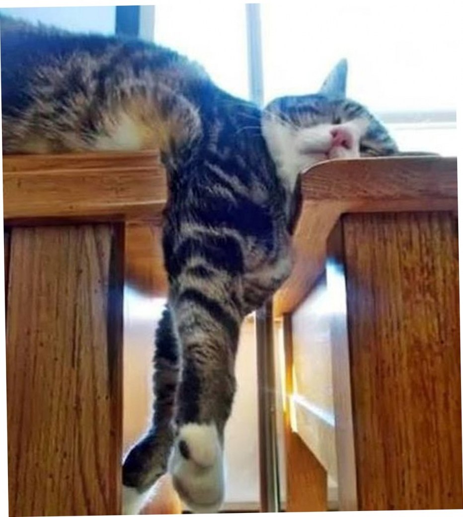 Спящий кот прикол