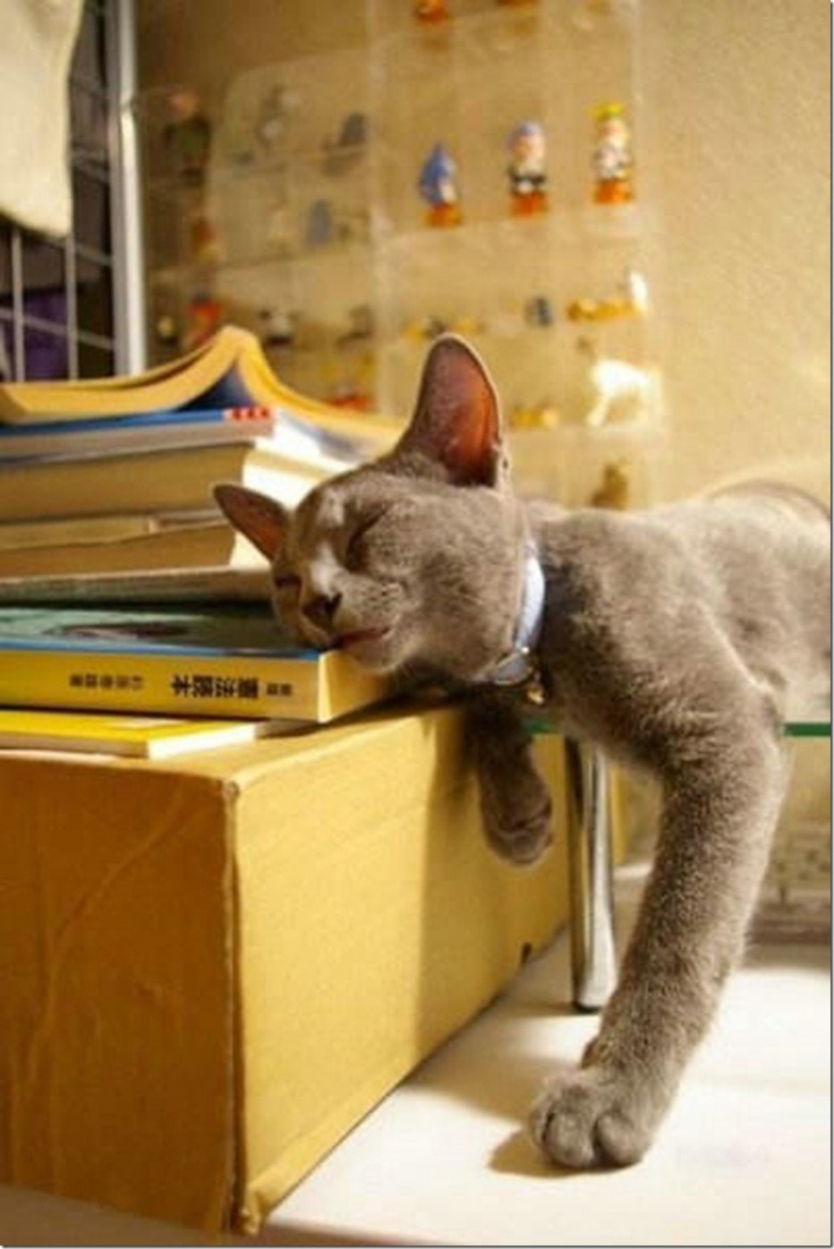 Спящие коты смешные