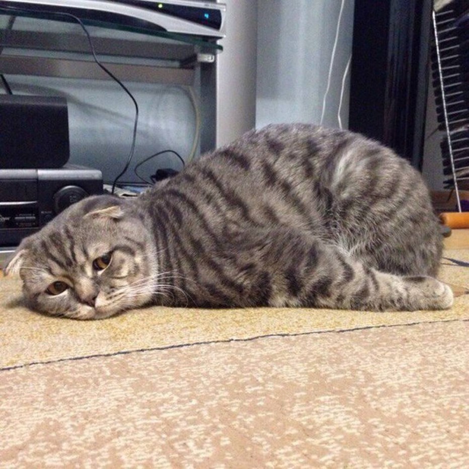 Надоели котики
