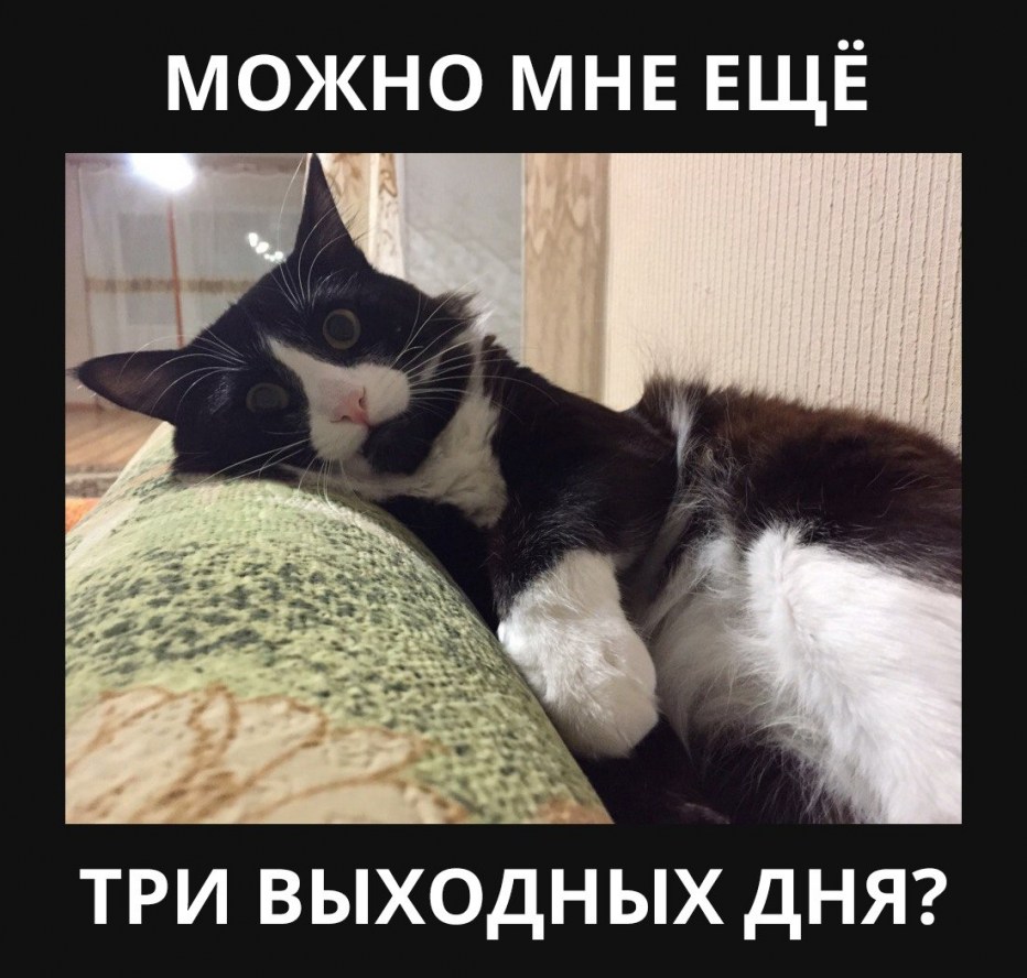 Уставший котик
