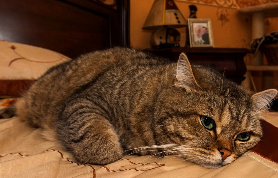 Котик устал