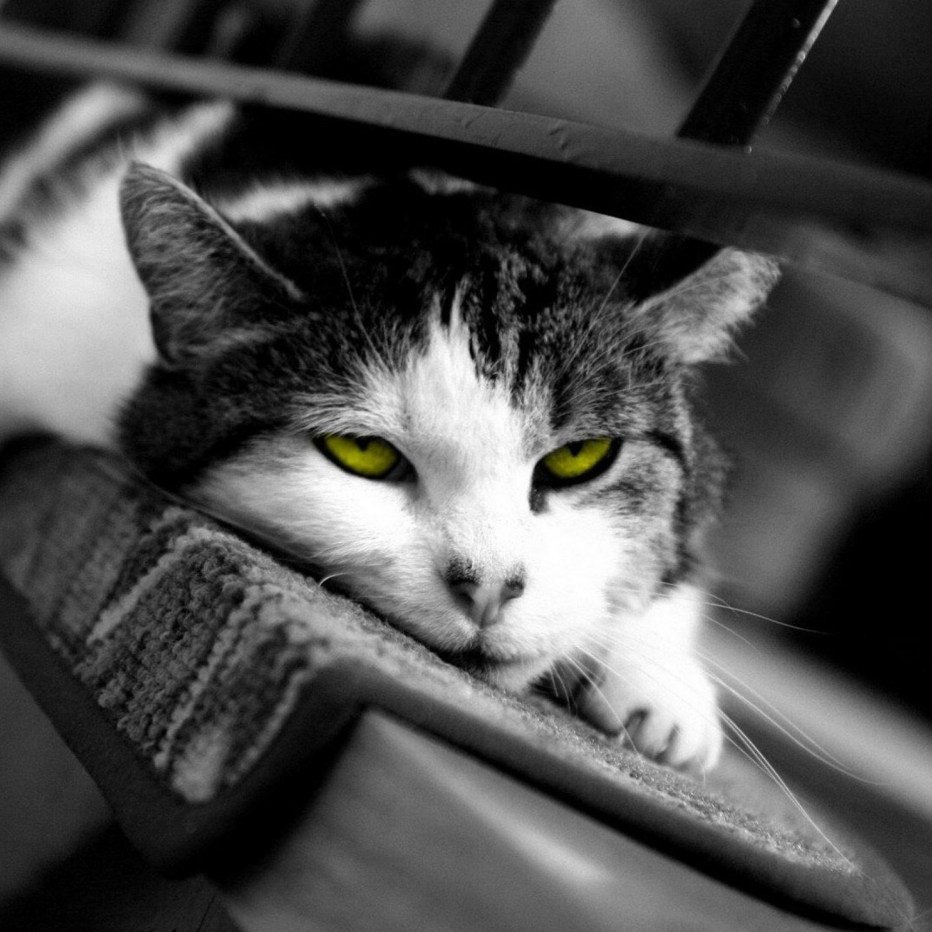 Котэ устал