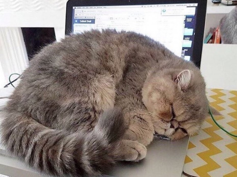 Усталый кот