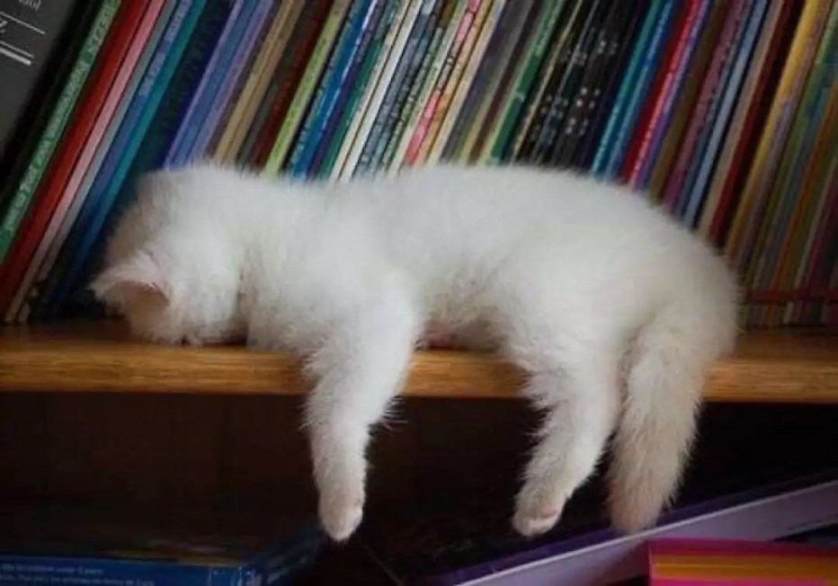 Уставший котенок