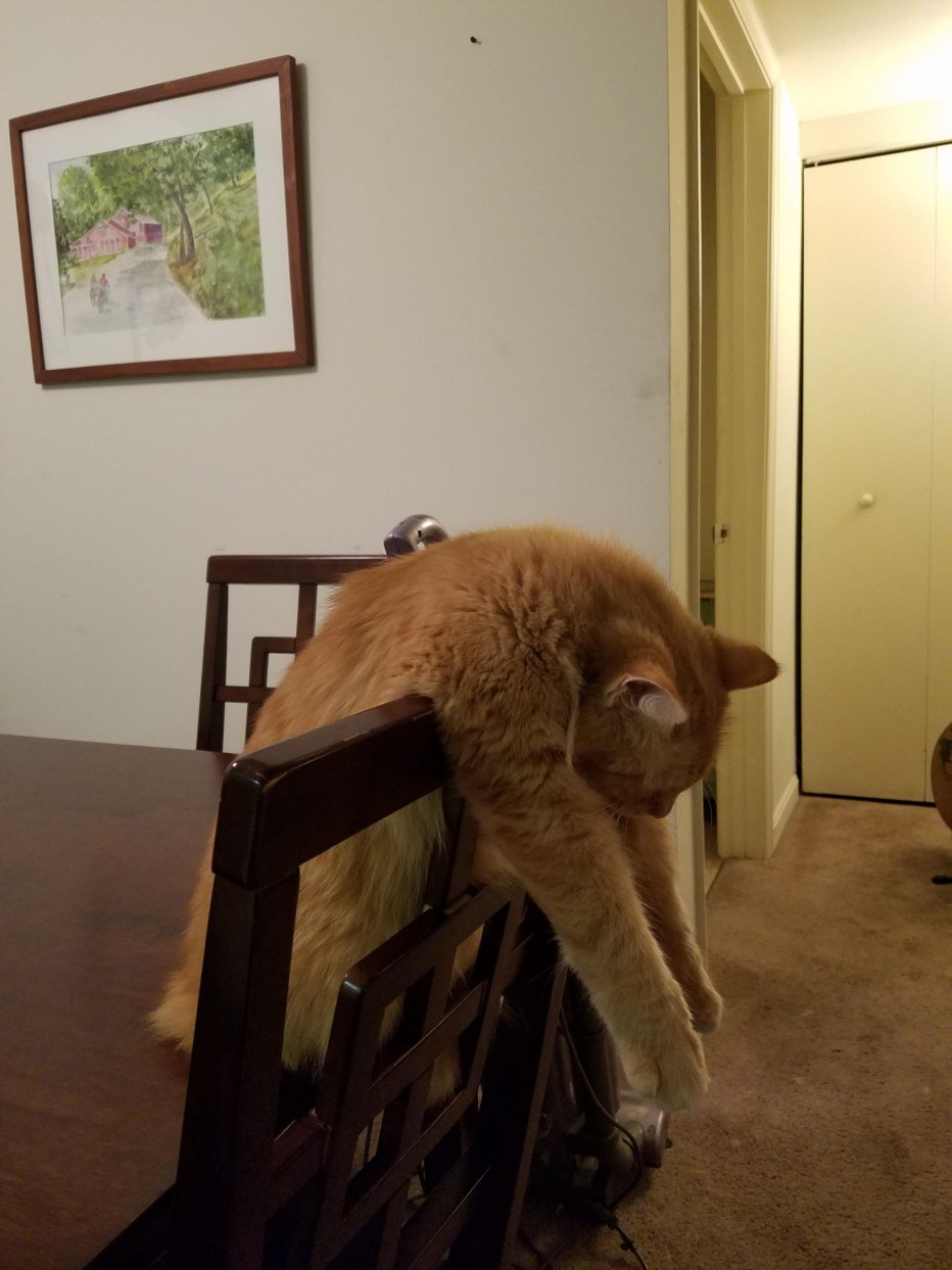 Уставший котик