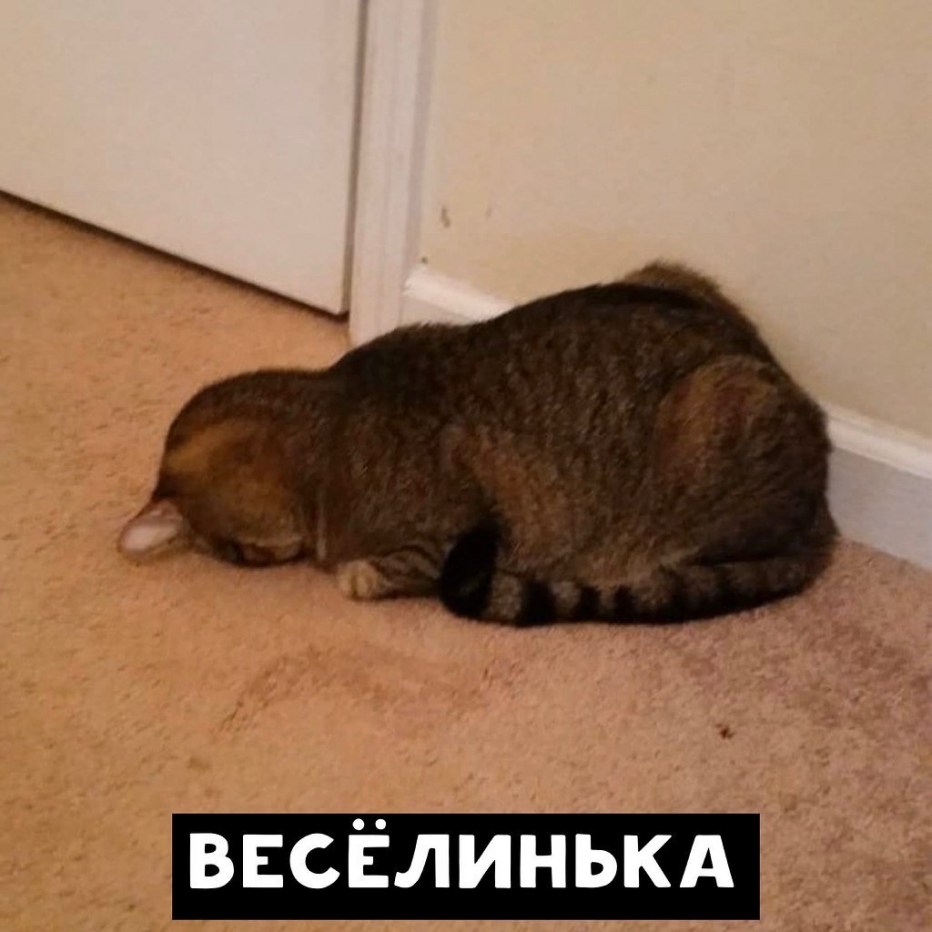Кот уткнулся мордой в пол