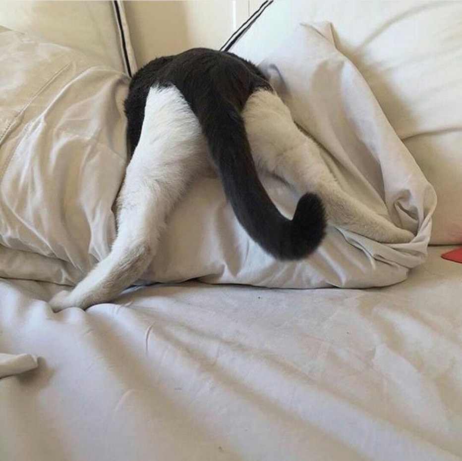 Уставший кот