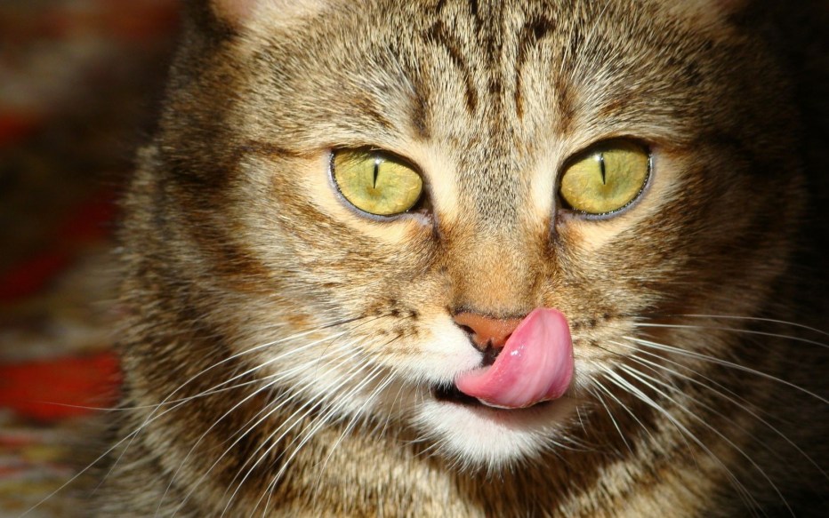 Коты с высунутым языком
