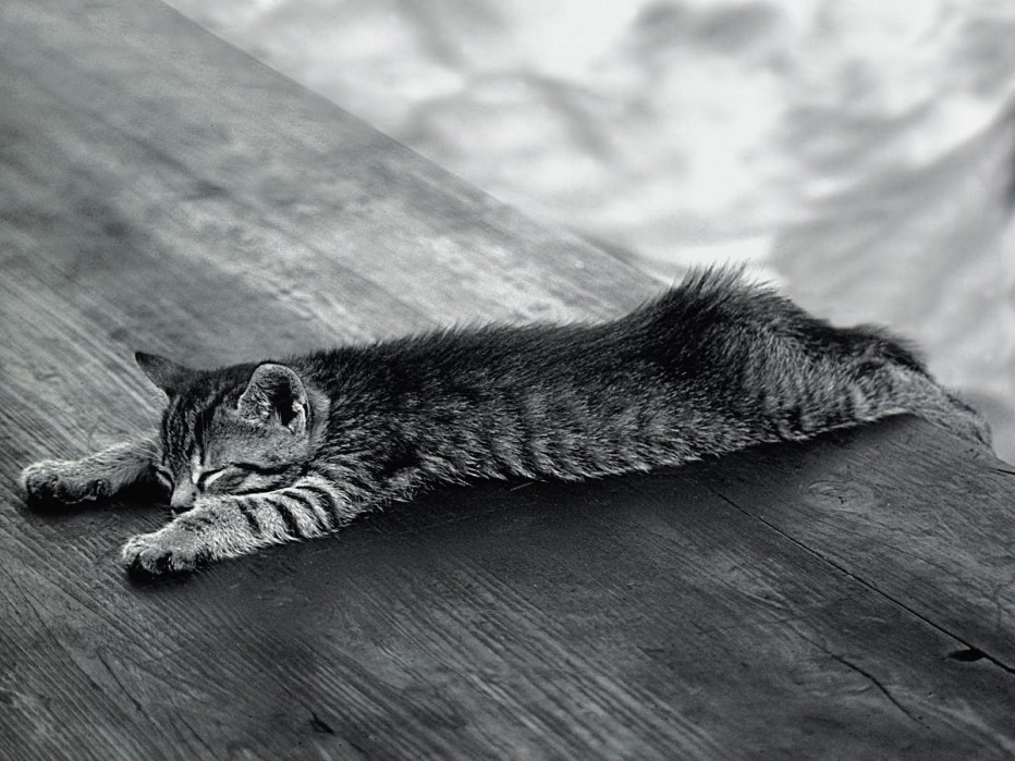 Кошка лежит на столе