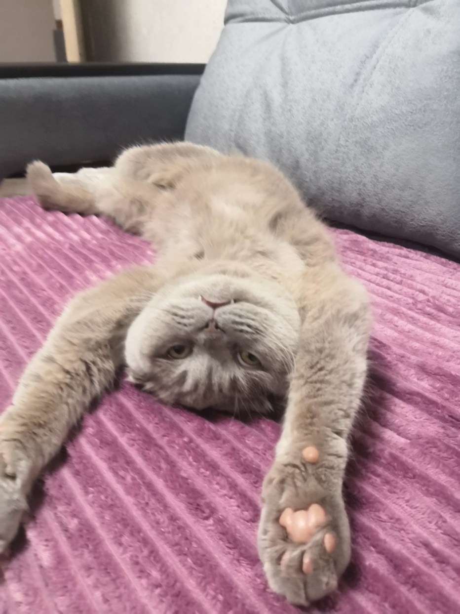 Уставший кот