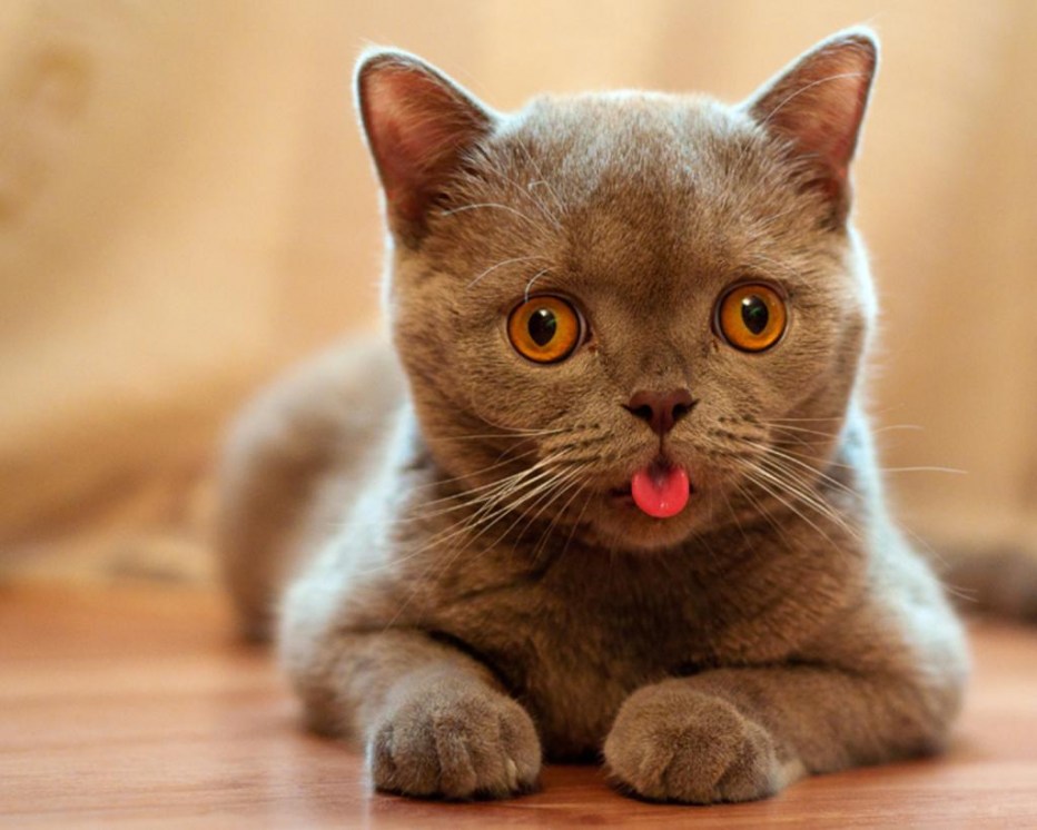 Кот с высунутым языком