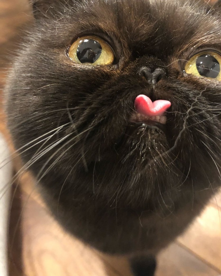 Коты с высунутым языком