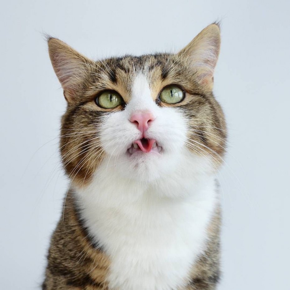 Котик с открытым ртом