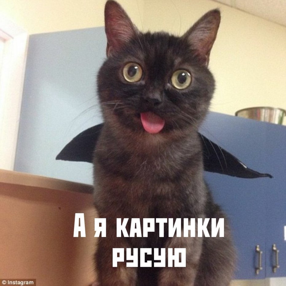 Смешные котики с высунутым языком