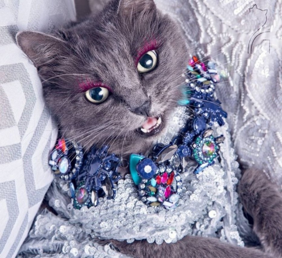 Модные котики в очках