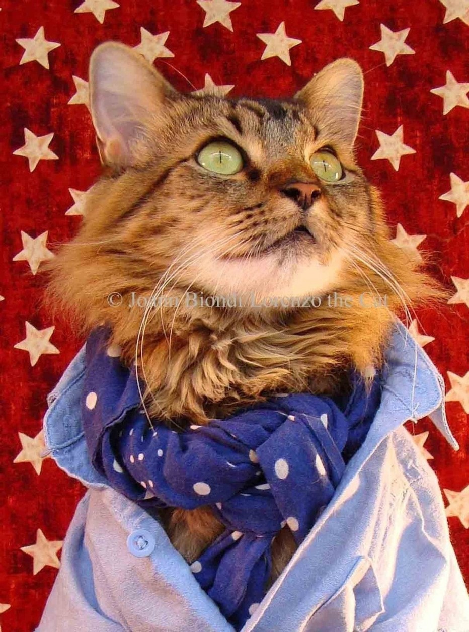 Zappa Cat костюм