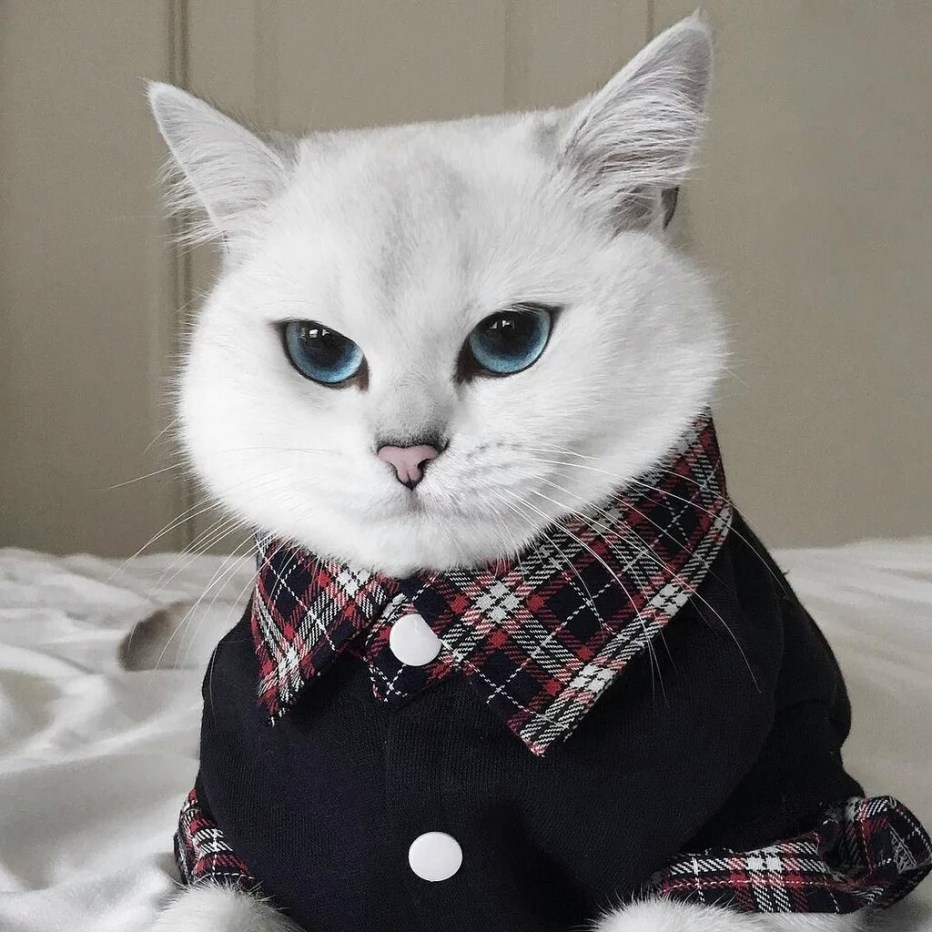 Красивые коты в одежде