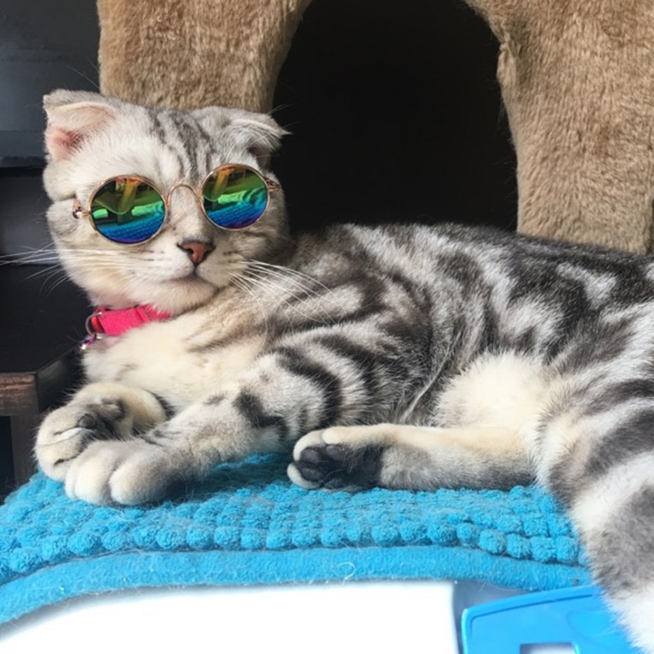 Одежда для кошек