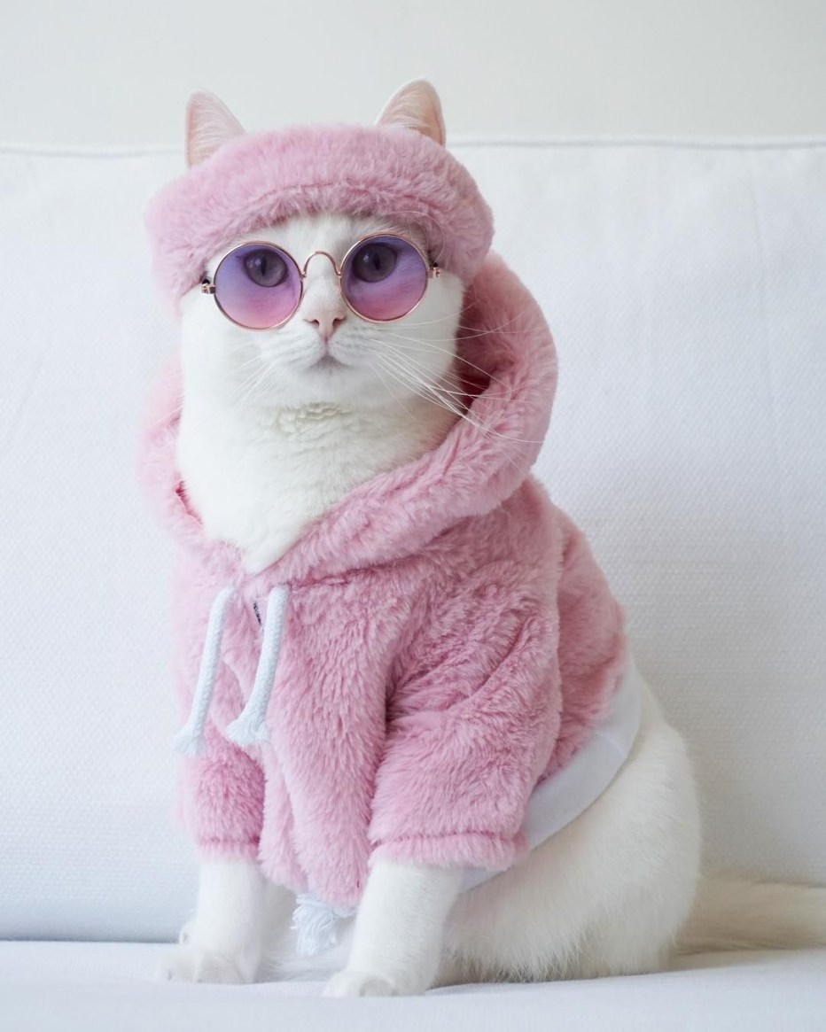 Крутая кошечка