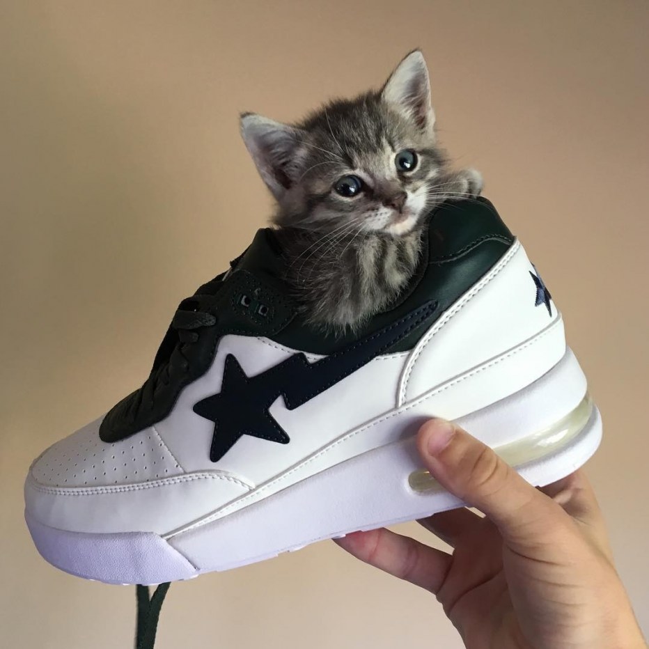 Красивая модная кошка