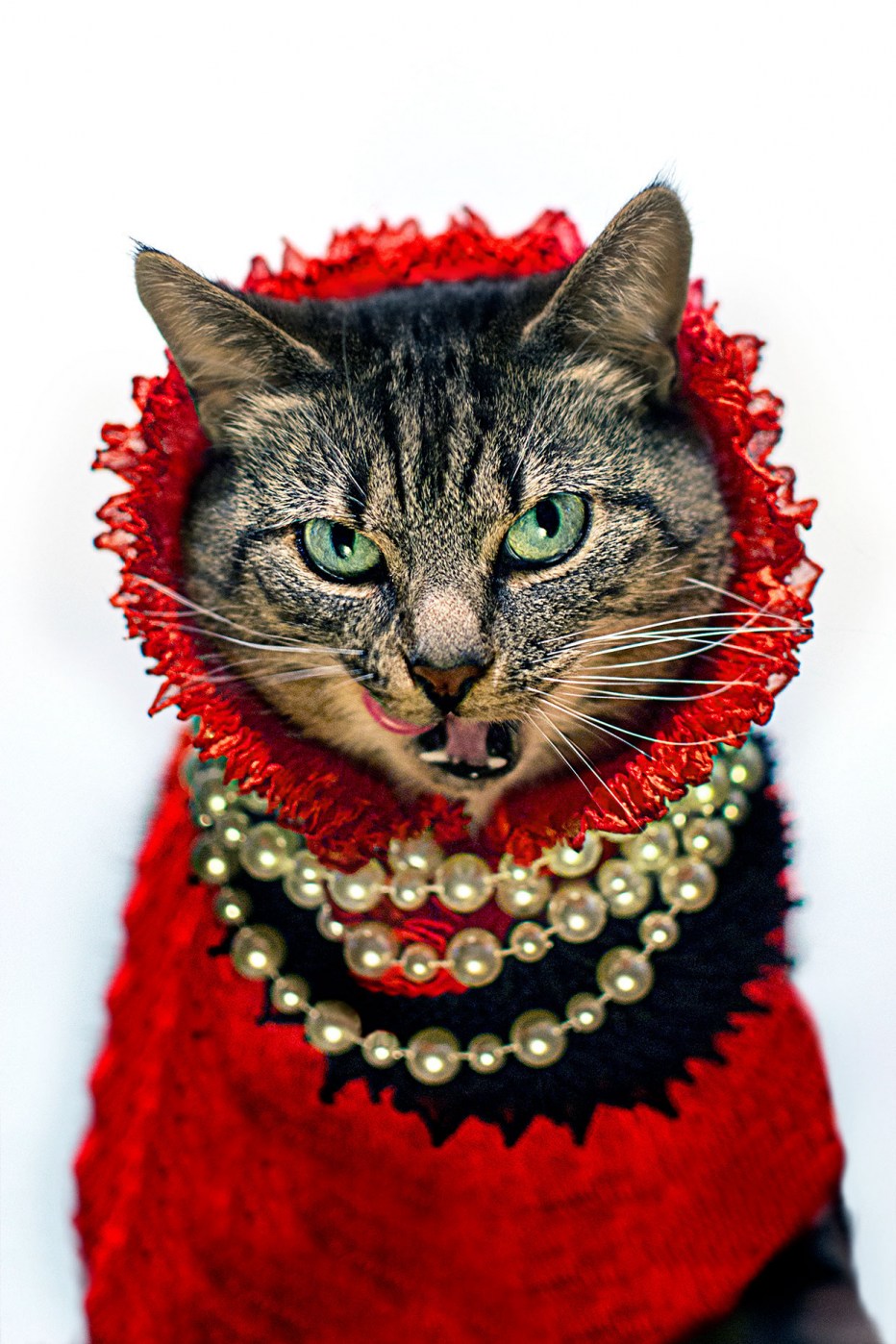 Коты в нарядах