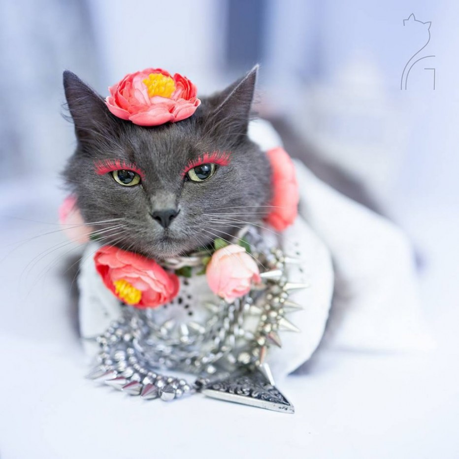Луи Виттон коллекция с кошками